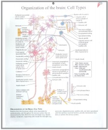 human fetal circulation